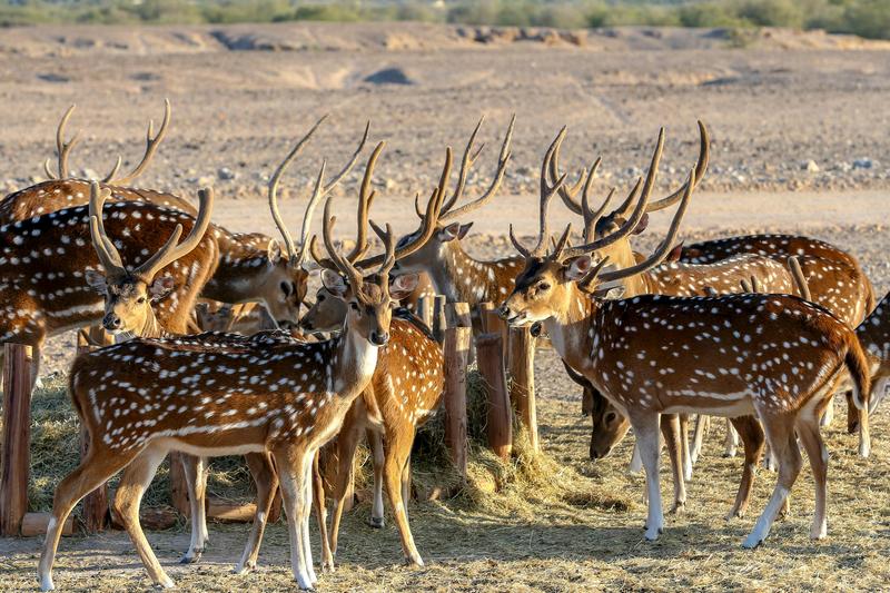 Axis deer herd at feeding station — exotic livestock qualifying for Texas agricultural tax valuation