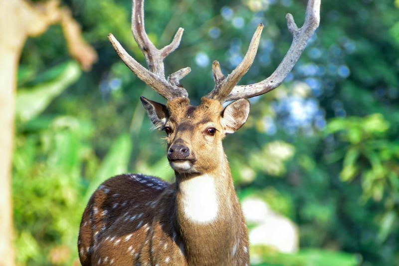 Spotted axis deer buck — most common exotic livestock species on Texas ranches