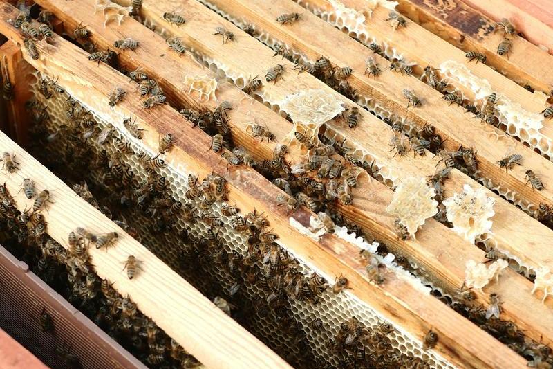 Open beehive showing honeycomb frames with bees — documenting hive inspections for ag compliance