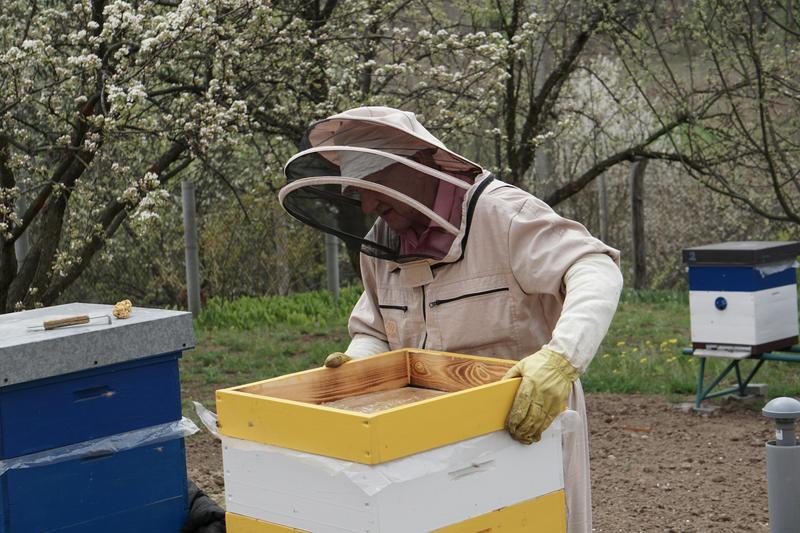 Beekeeper inspecting hive frames — beekeeping operations qualifying for Texas agricultural tax valuation