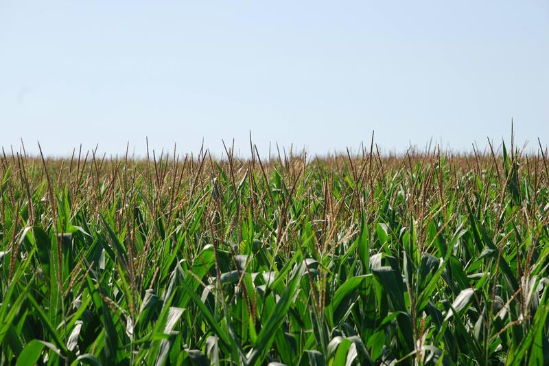 Corn field at tasseling stage — grain crop production qualifying for Texas ag valuation