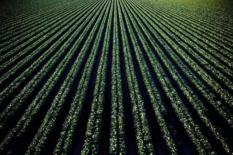Aerial view of crop rows stretching to the horizon — Texas crop production qualifying for agricultural tax valuation