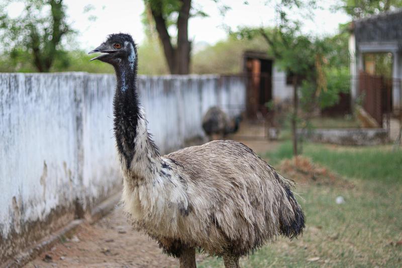 Emu on Texas ranch — exotic ratite species qualifying for agricultural tax valuation