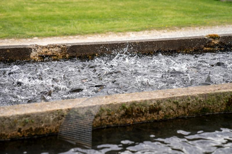 Fish in aquaculture raceway — commercial fish farming qualifying for Texas agricultural tax valuation