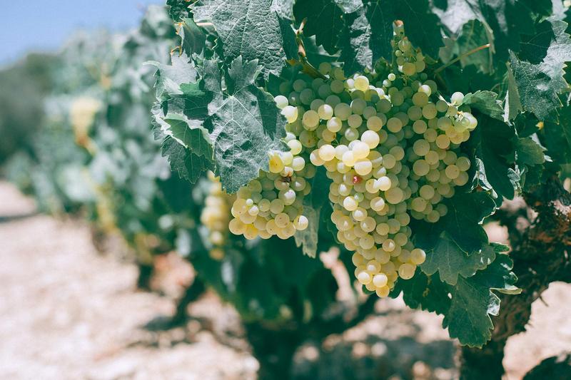 Green grapes ripening on the vine — vineyard operation qualifying for Texas agricultural valuation
