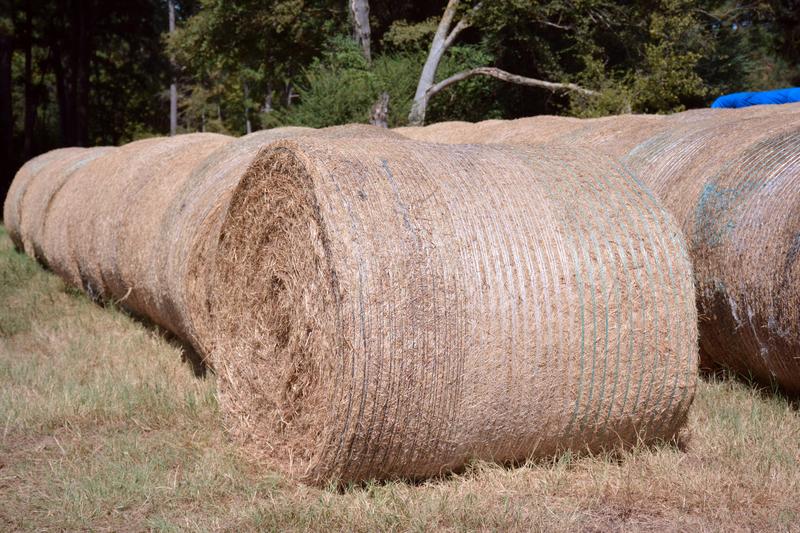 Round hay bales in pasture — hay production qualifying for Texas agricultural tax valuation