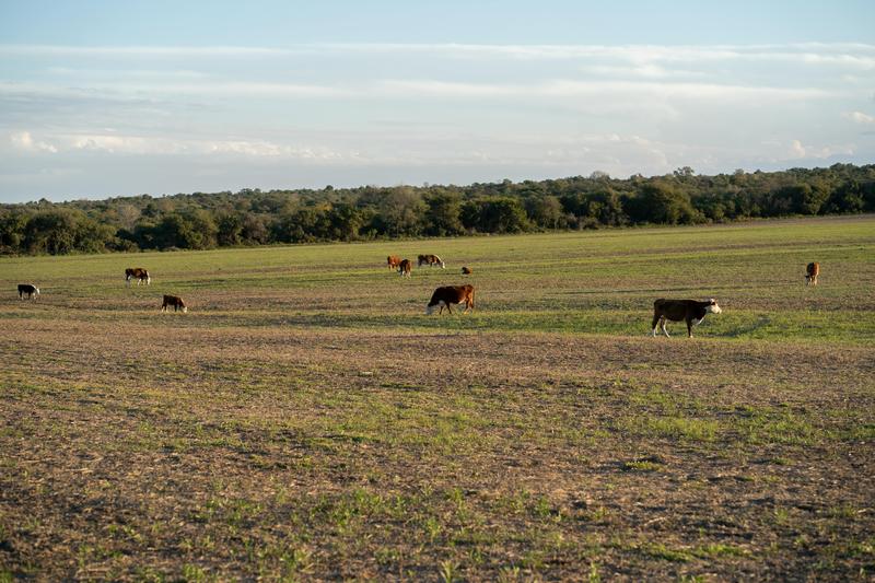 Cattle herd on open Texas pasture — documenting stocking rates for agricultural compliance