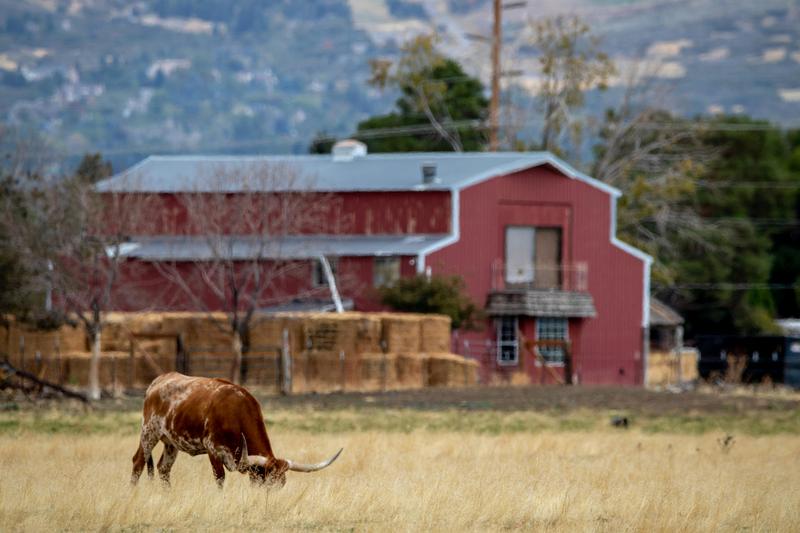 Texas longhorn grazing near red barn with hay bales — livestock operation qualifying for 1-D-1 agricultural tax valuation