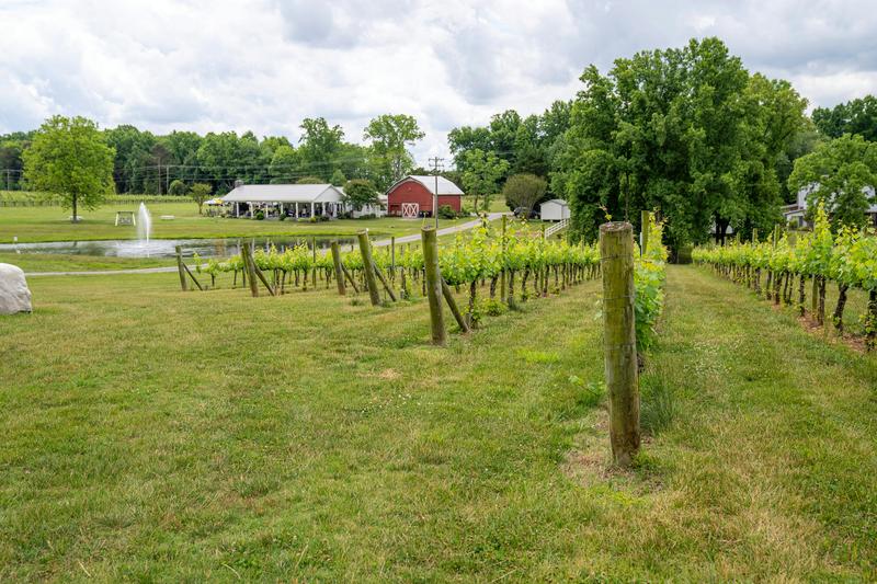 Vineyard rows with red barn — grape and orchard operations qualifying for Texas agricultural tax valuation